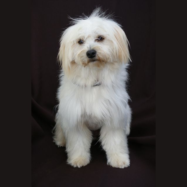 Photo of Muffy