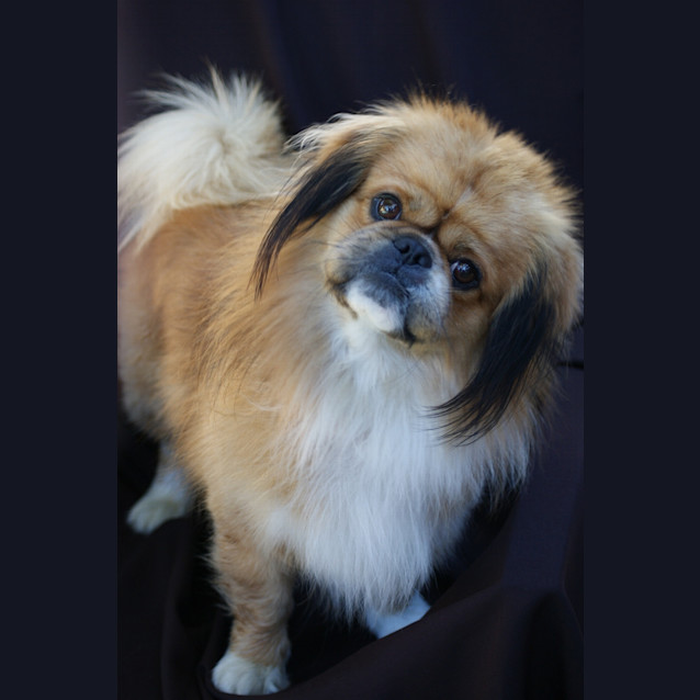Photo of Oskar
