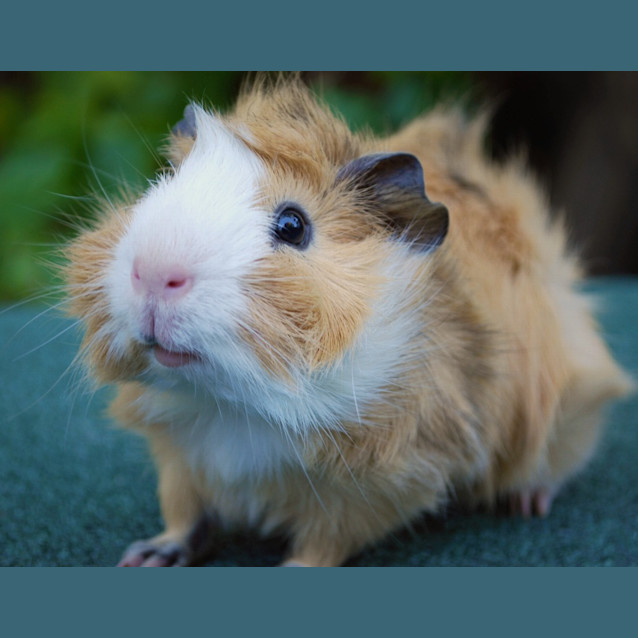 Photo of Merlin