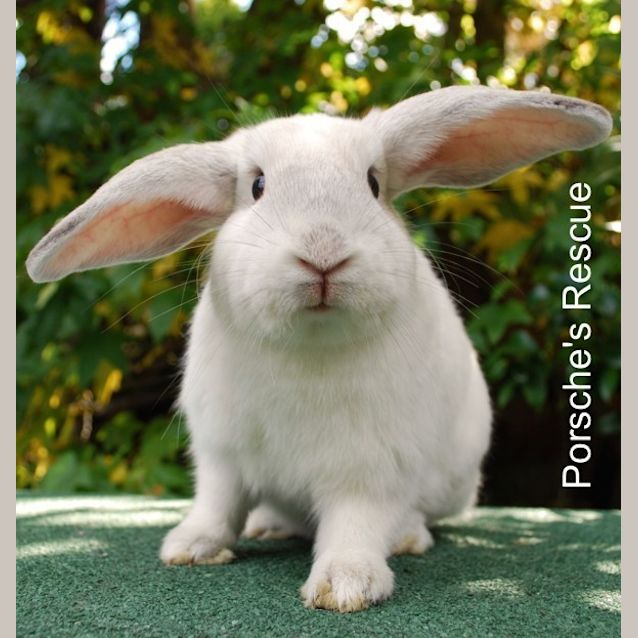 Photo of Tinkerbell  Desexed And Vaccinated