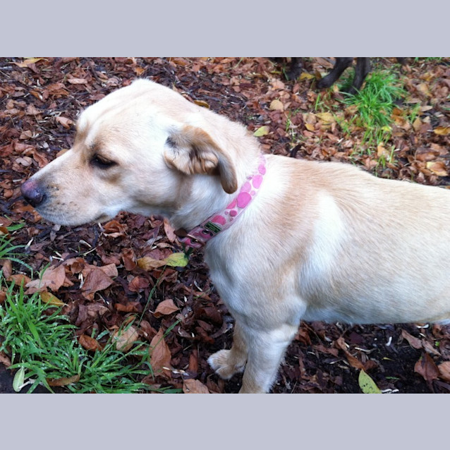 Photo of Arley   Adopted!