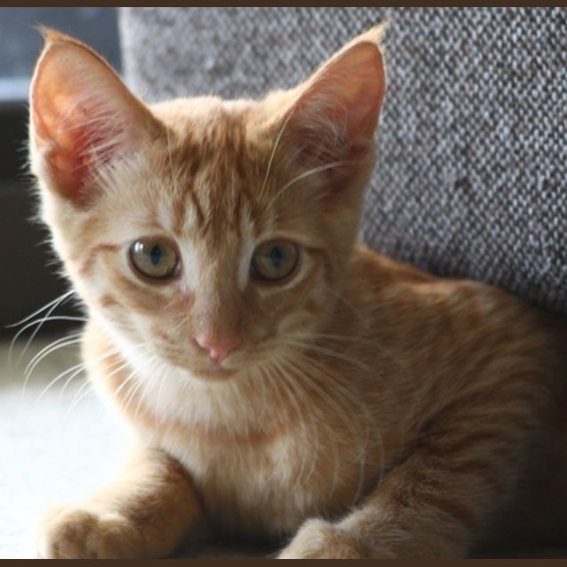 Photo of Sphinx