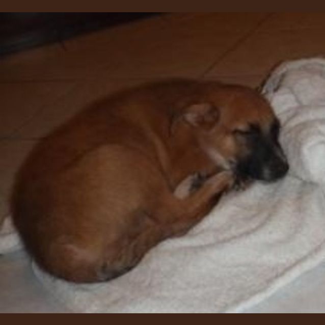 Photo of Preston(d1871)*Adopted*
