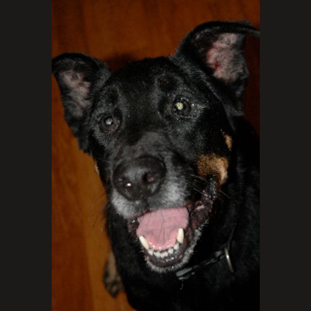 Photo of Urgent Foster Care For Obedient, Placid George