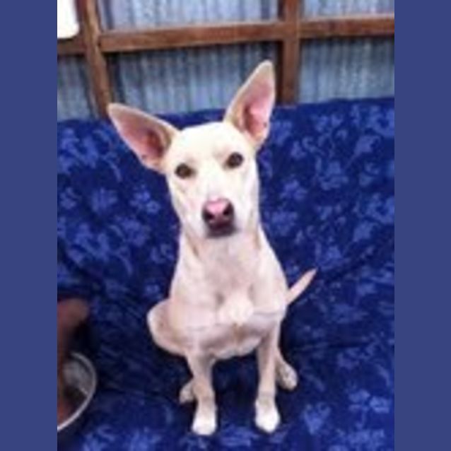Photo of Marcia:Foster/Adopt