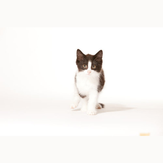 Photo of Buzz