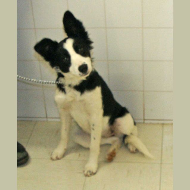 Photo of Patch