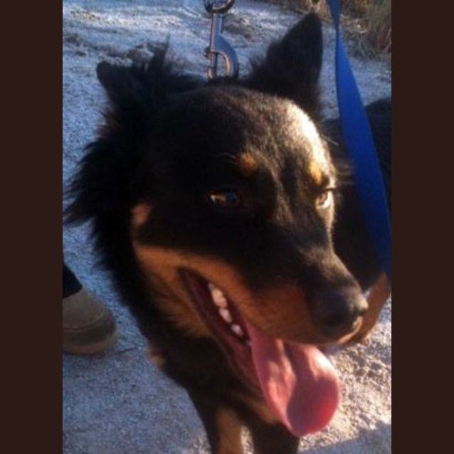 Photo of Brutus**Adoption Pending**