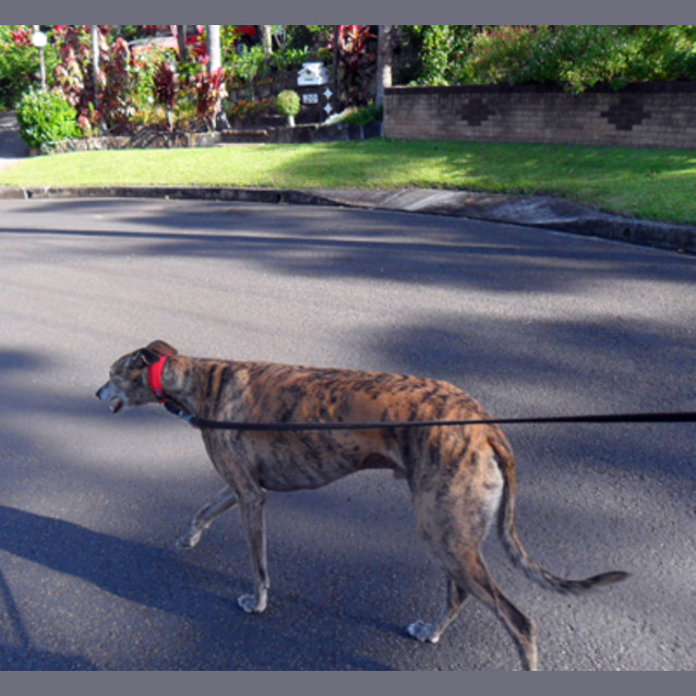 Photo of Banjo Is Trialling His New Home