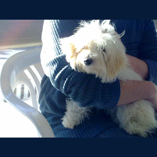 Photo of Ava * Adoption Pending*