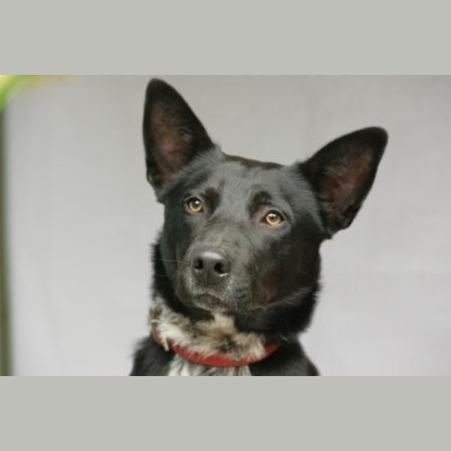 Photo of Digby