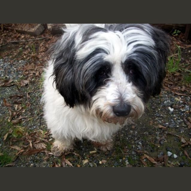 Photo of Ruby