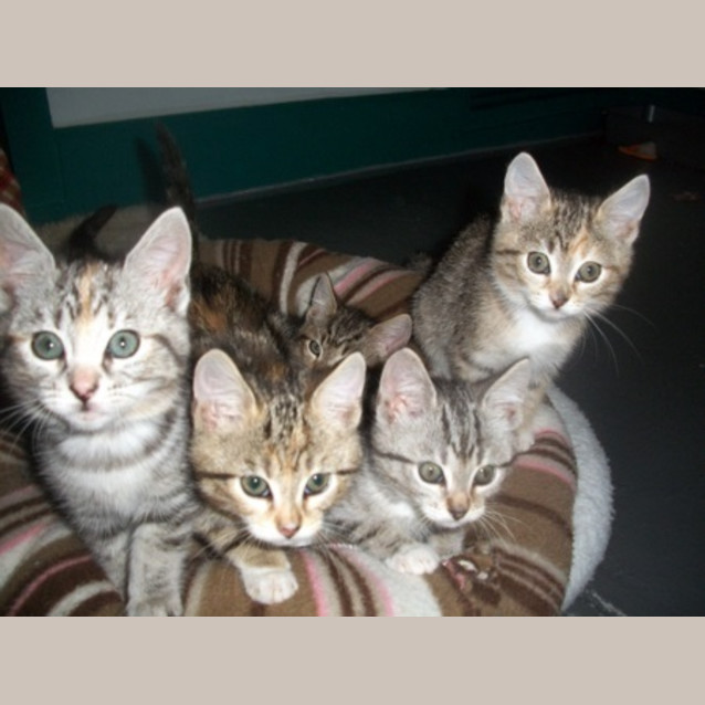 Photo of Kittens