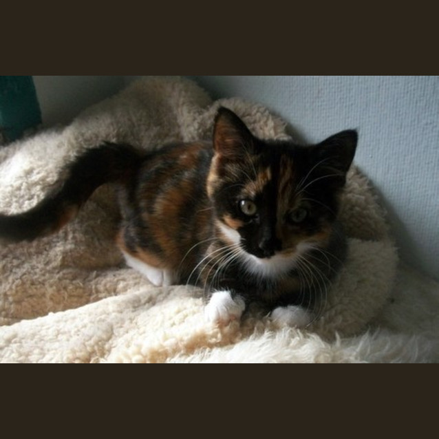 Photo of Kitten