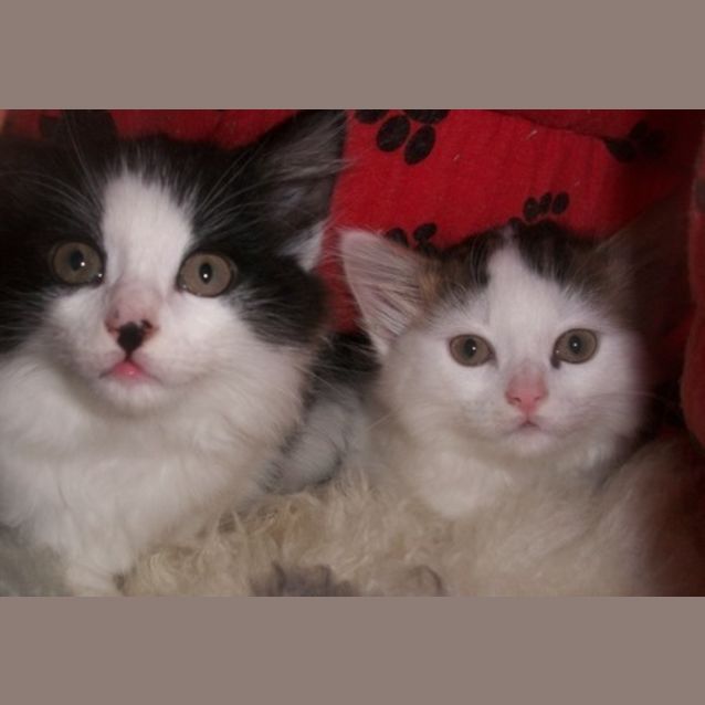 Photo of Kittens