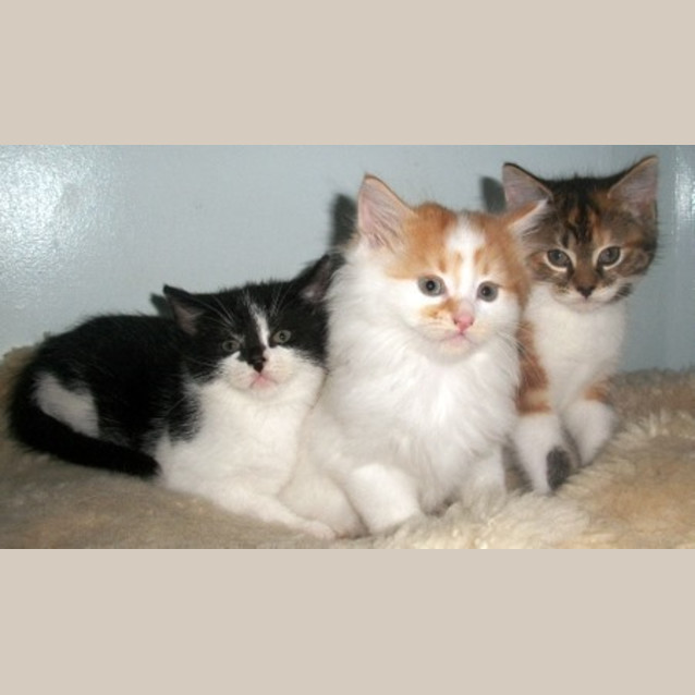 Photo of Kittens