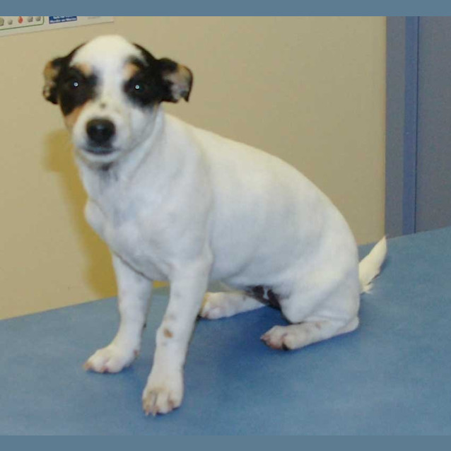 Photo of Missie