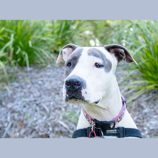 Photo of Pepper