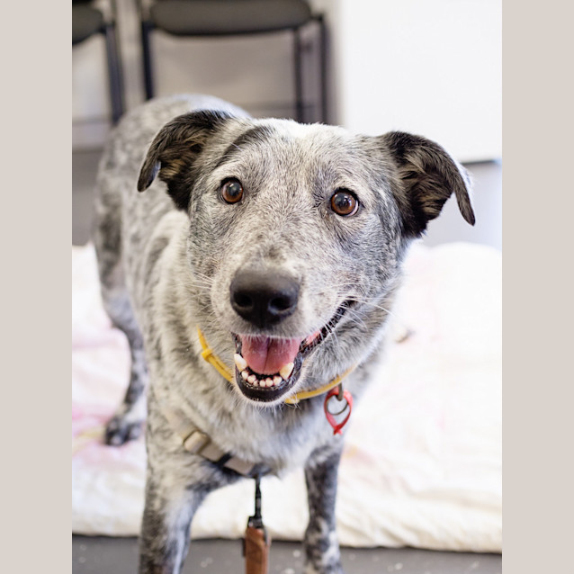 Photo of Bluey