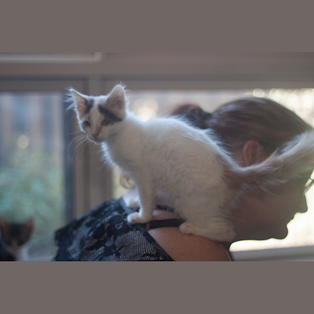 Photo of Jorgia 🌹 Just Gorgeous Kitten