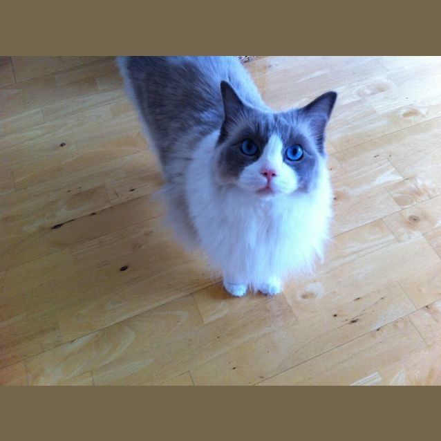 Photo of Button Needs To Be Rehomed  With Cotton