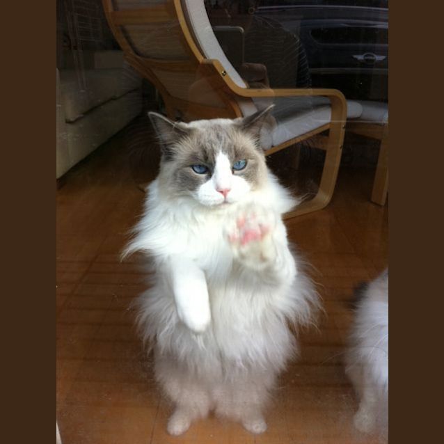 Photo of Button Needs To Be Rehomed  With Cotton