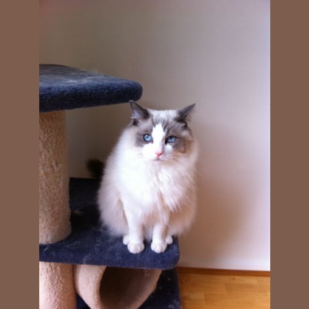 Photo of Cotton Needs To Be Rehomed With Button