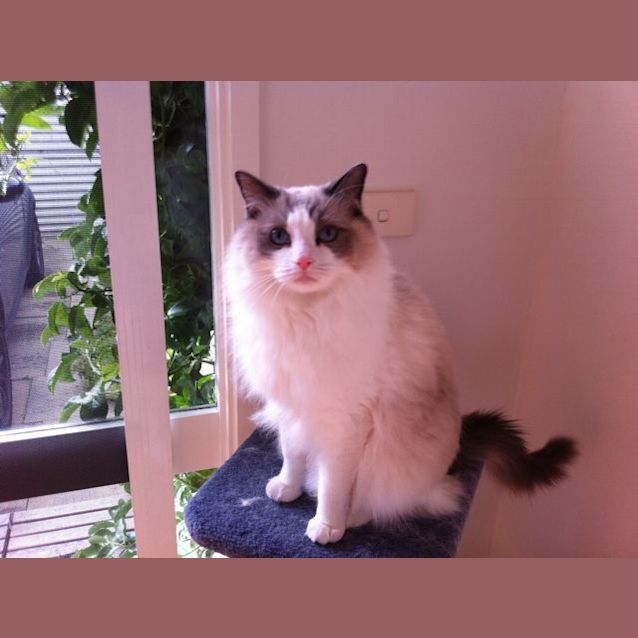 Photo of Cotton Needs To Be Rehomed With Button