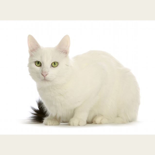Photo of Snow White