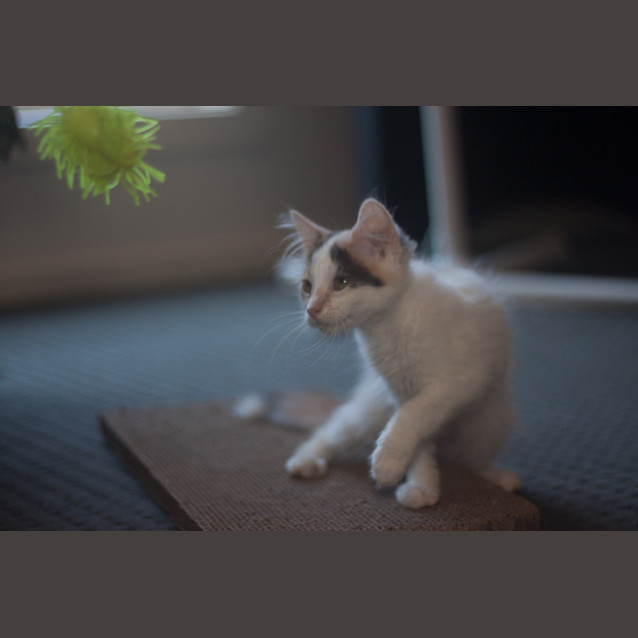 Photo of Jorgia 🌹 Just Gorgeous Kitten