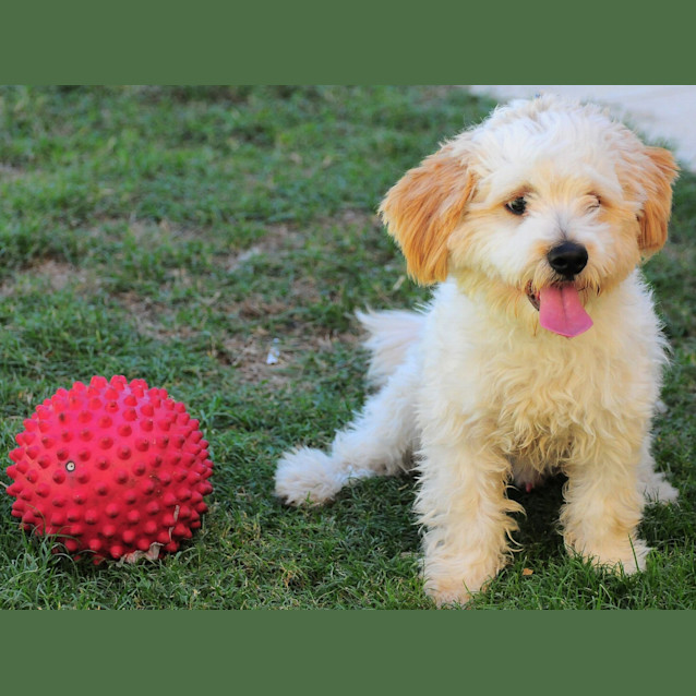 Photo of Teddy