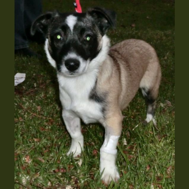 Photo of Pixie *On Trial*