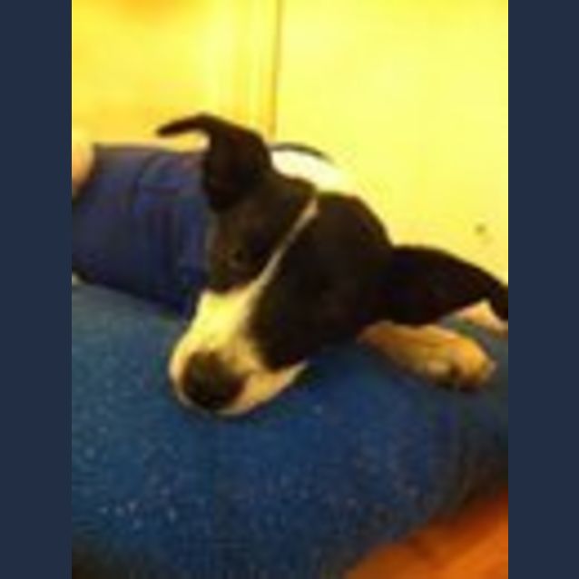 Photo of Cardy   Av183 * Adoption Pending*