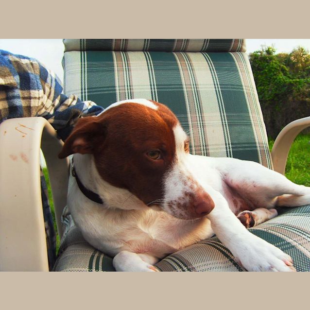 Photo of Dice   Av185 * Adoption Pending*