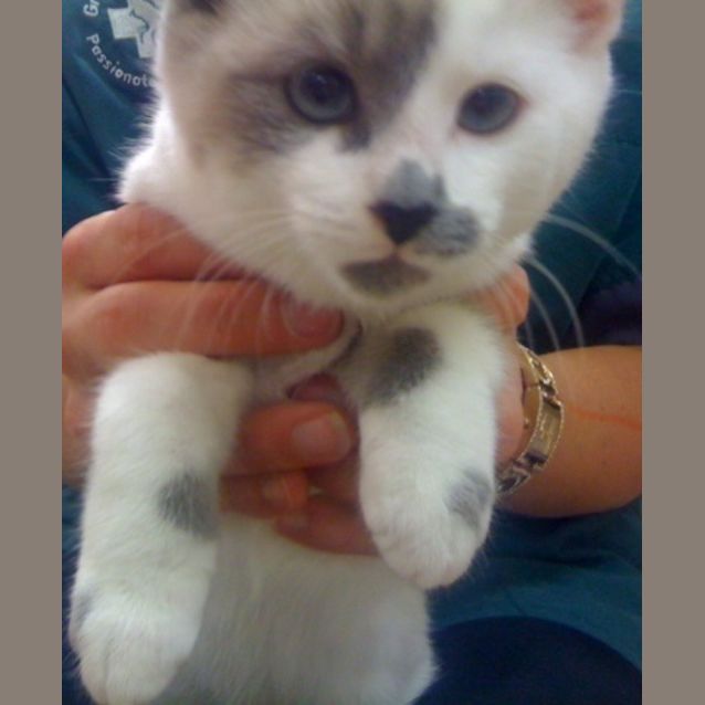 Photo of Maple