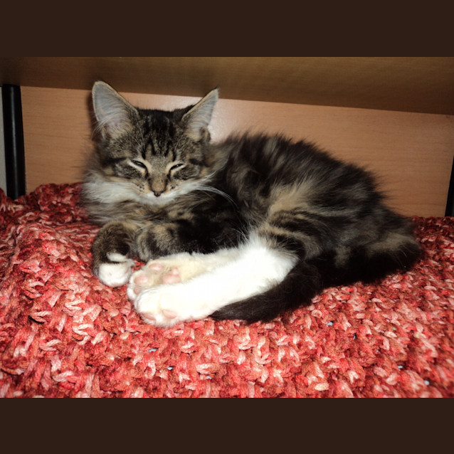 Photo of Meeko