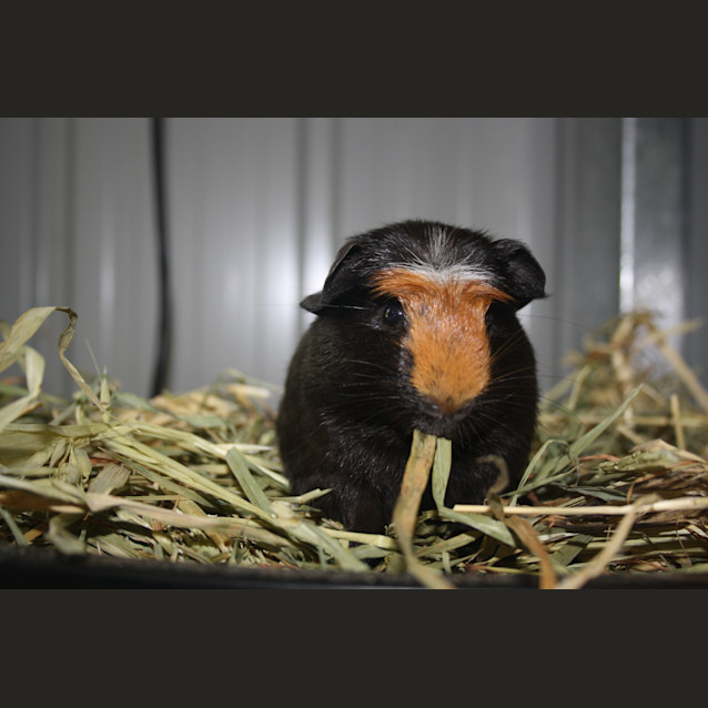 Photo of Blackberry