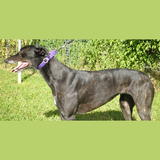 Photo of Penny   Trialling My New Home