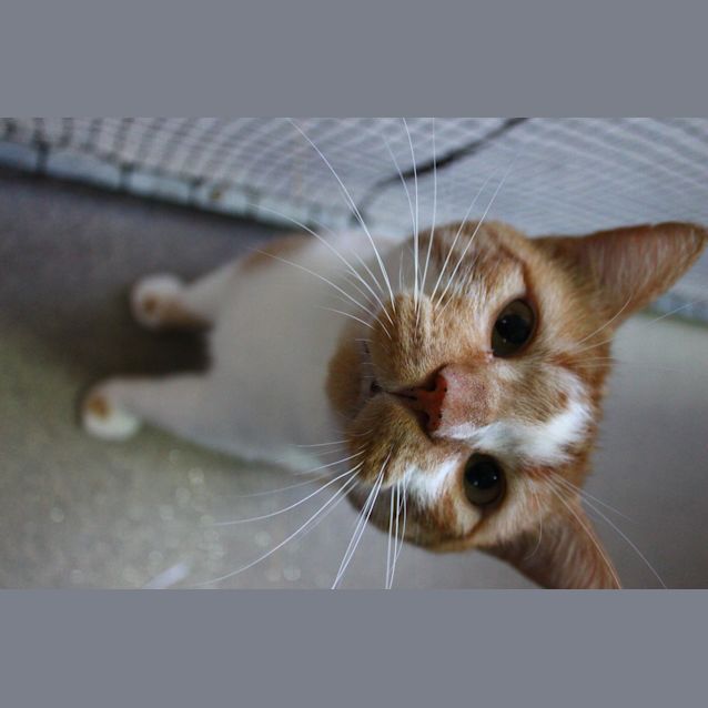 Photo of Buddy