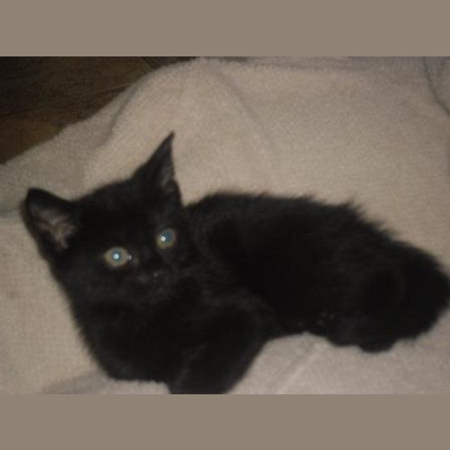 Photo of Loco (C1623)*Adopted*