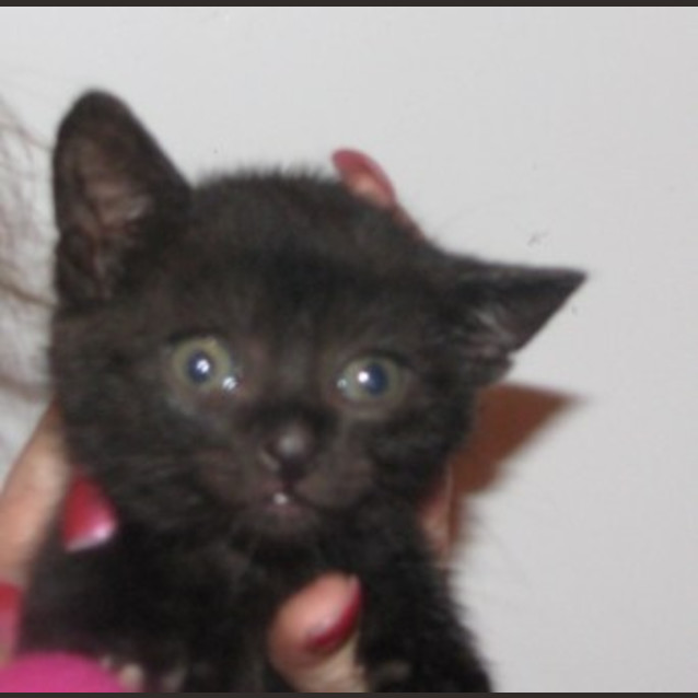 Photo of Loco (C1623)*Adopted*