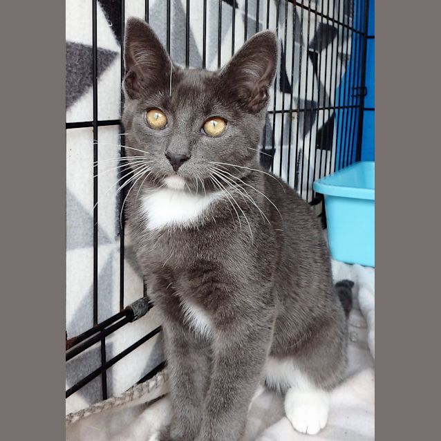 Photo of The Blues Brothers