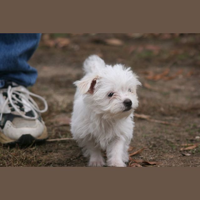 Photo of Polar