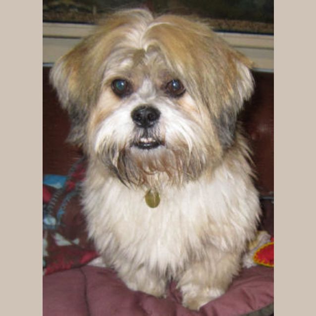 Photo of Schnitzel