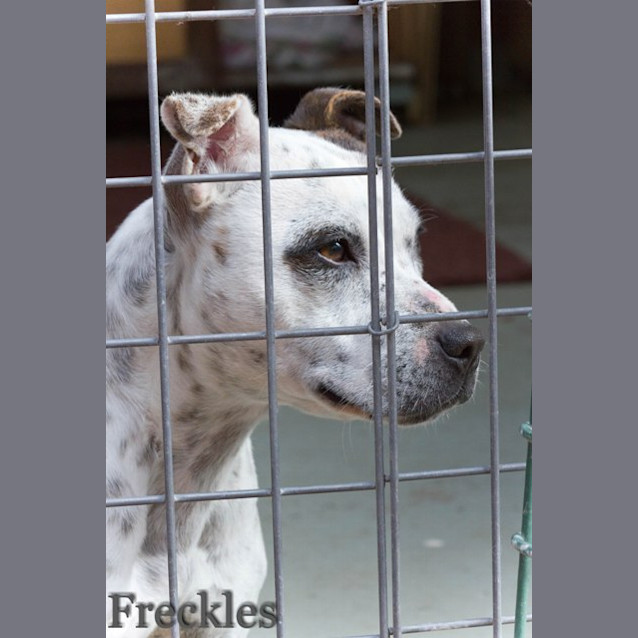 Photo of Freckles