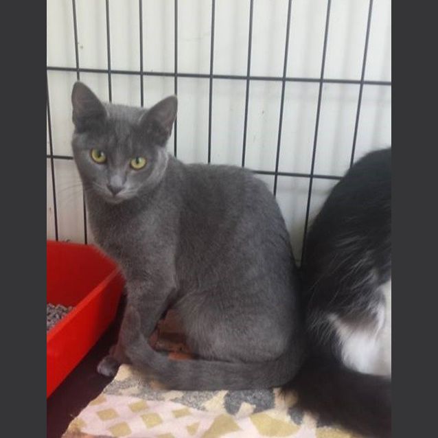 Photo of Henley *Free To Adopt In April*