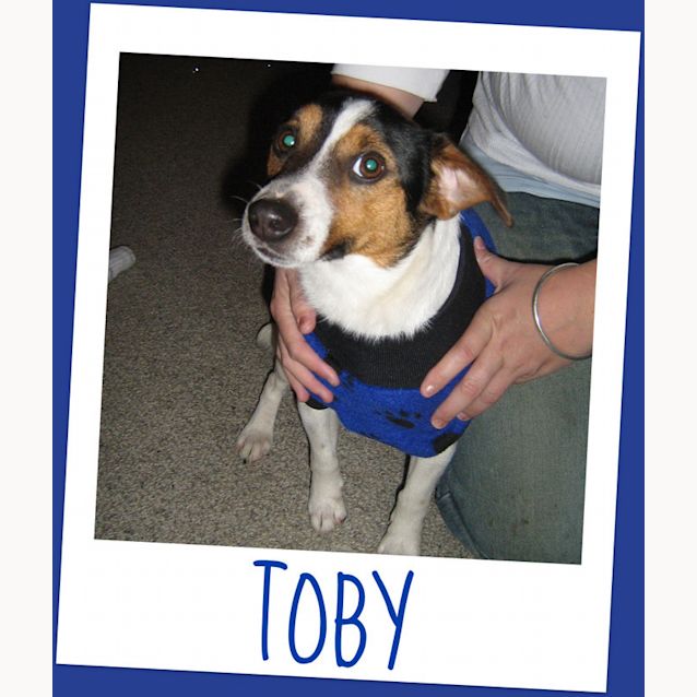 Photo of Toby (On Trial)