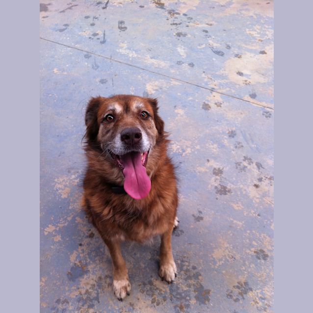 Photo of Goldie   Av189 *Adoption Pending*