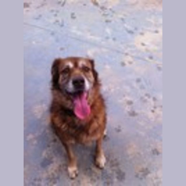 Photo of Goldie   Av189 *Adoption Pending*