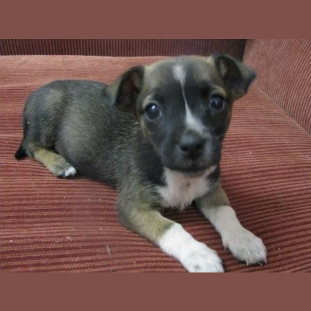 Photo of Archie(d1891)*Adopted*